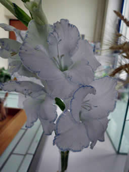 Gefärbte weiße Gladiole